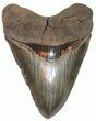 Megalodon Tooth From South Carolina - Incredibly Rare! #76664-1
